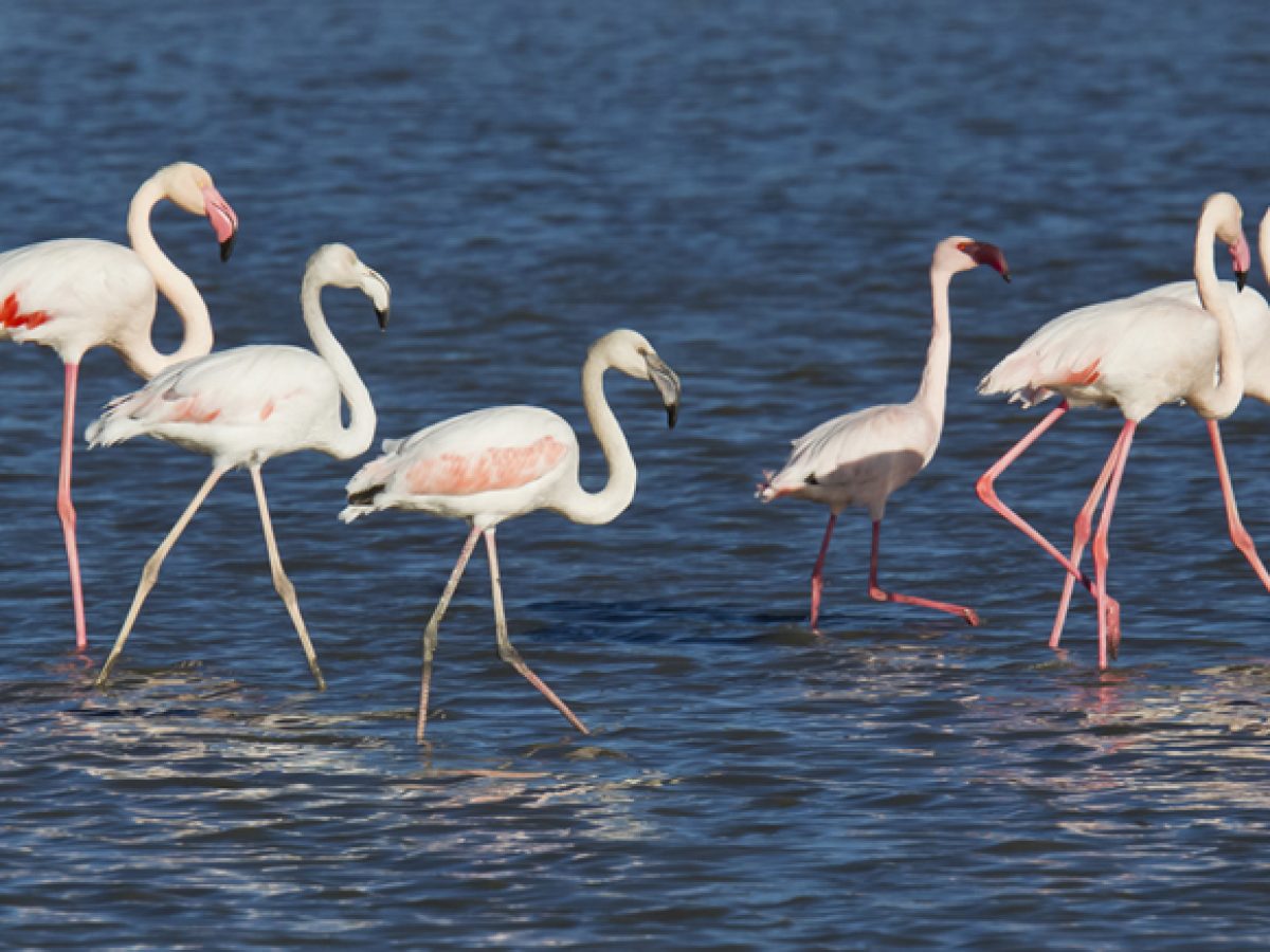 Laguna-de-Salicor-Campo-de-Criptana-
