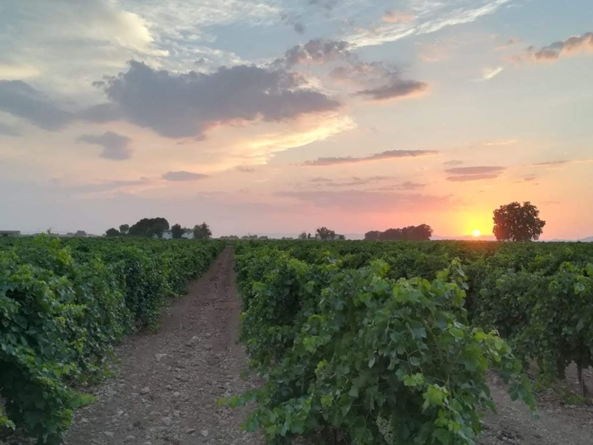 viñedo al atardecer Socuéllamos (1)